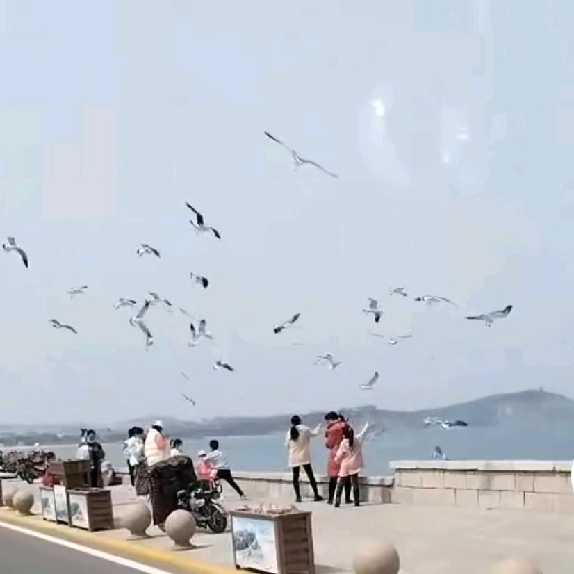 开心婷儿