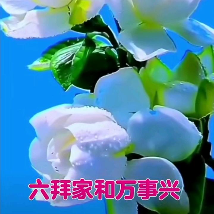 🌹四季发财🌹