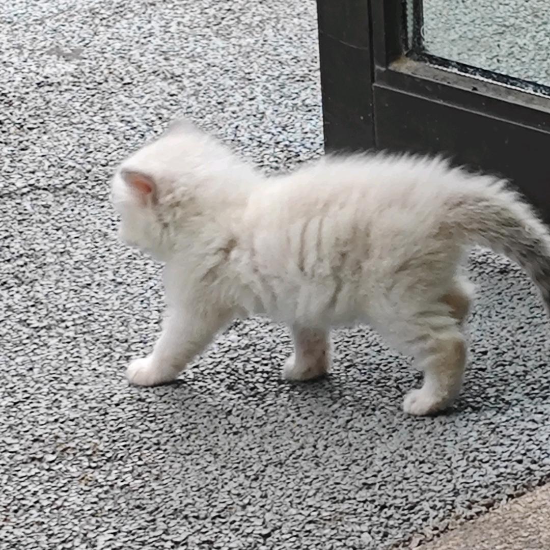 咕咪小兔
