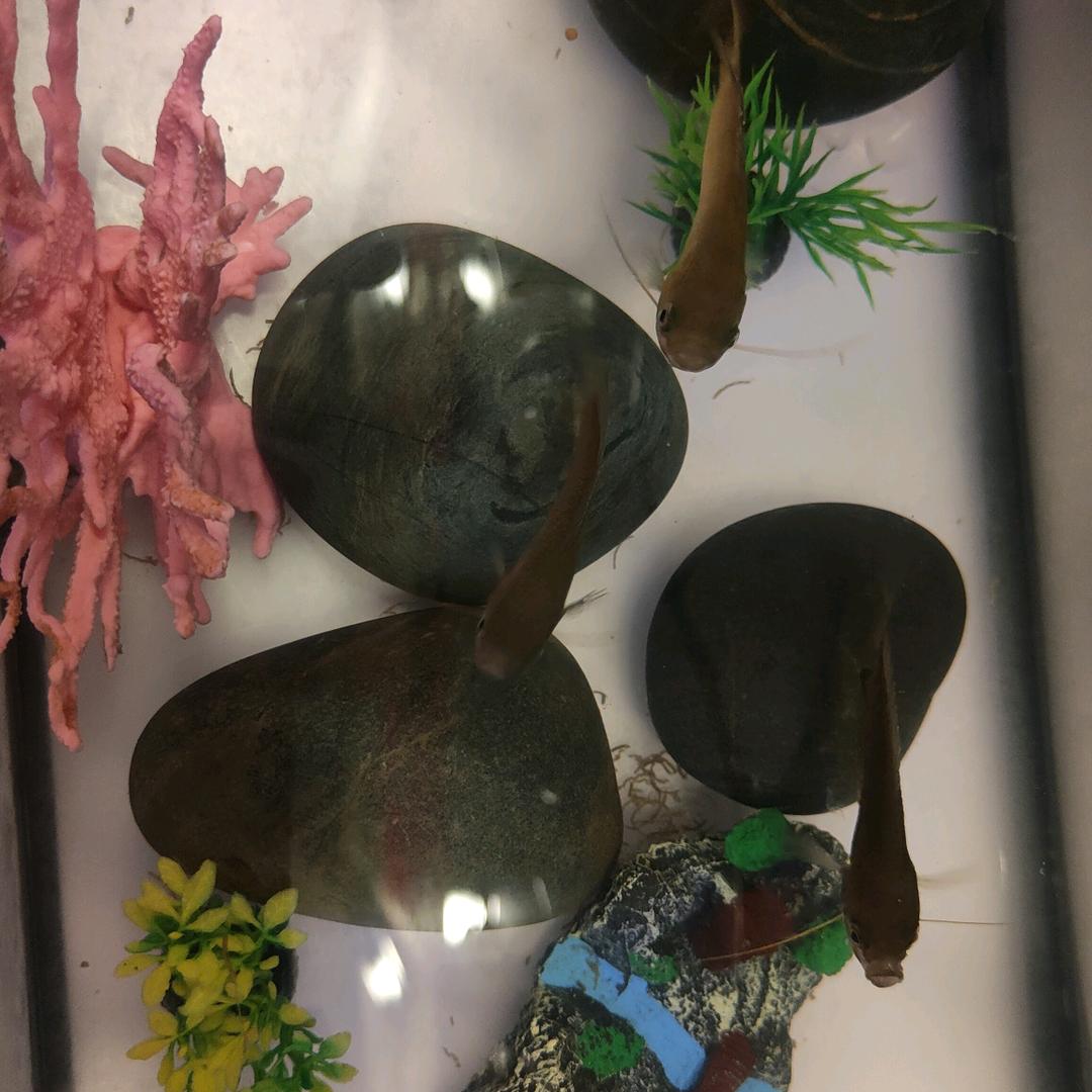 淼淼