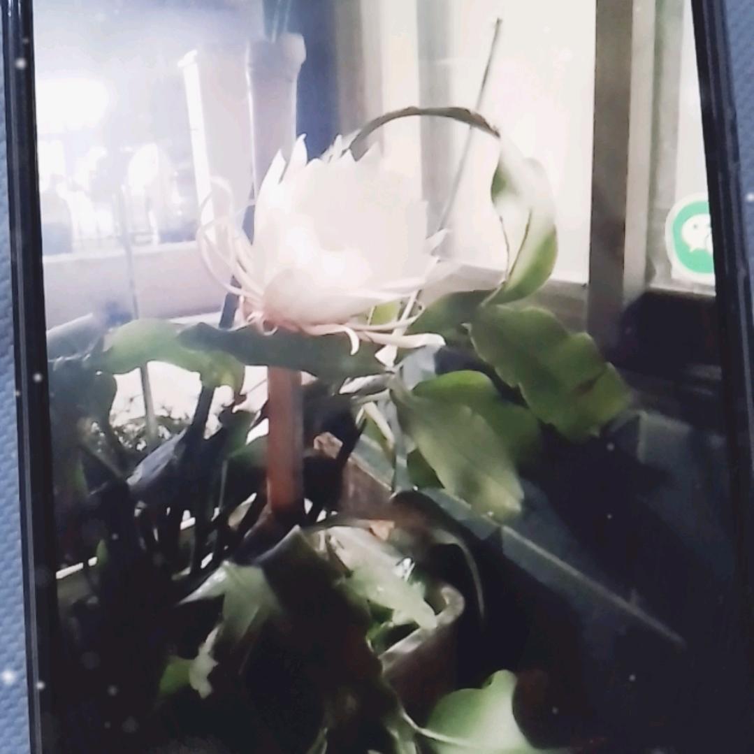 明天会更好