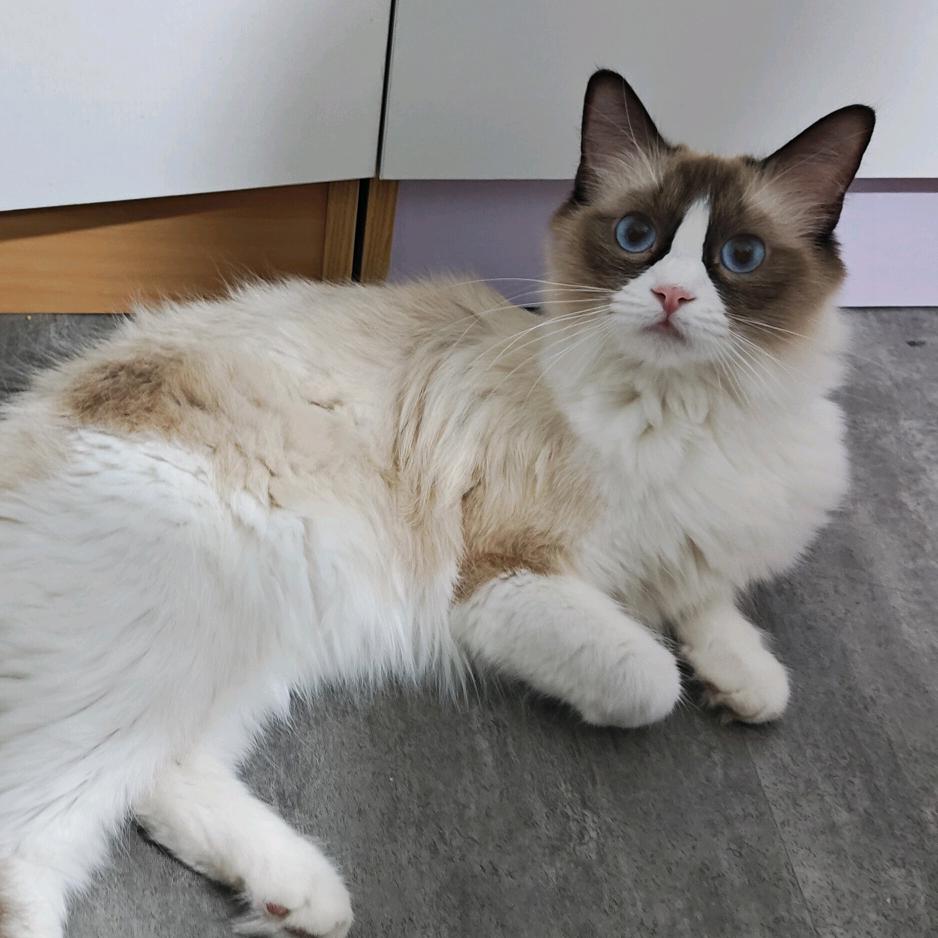 十一是只猫🐱