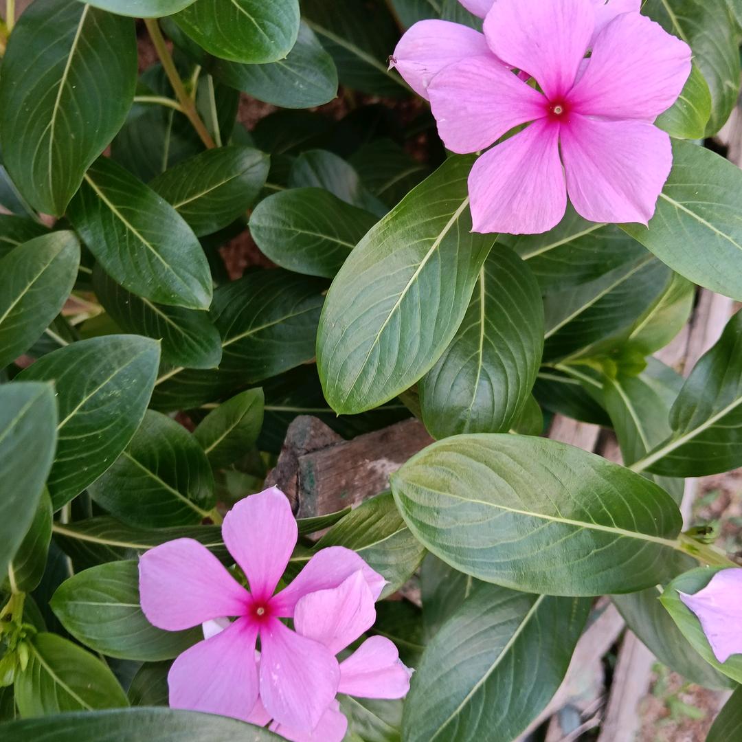 新疆人在山东威海，，有才才有得