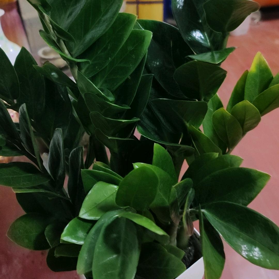 糖果