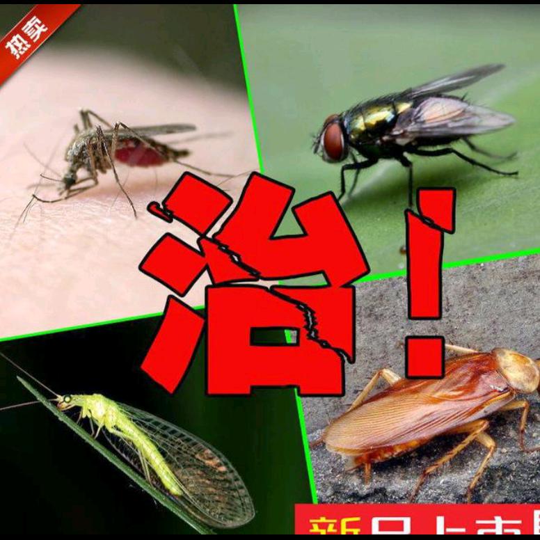 灭蝇大大王