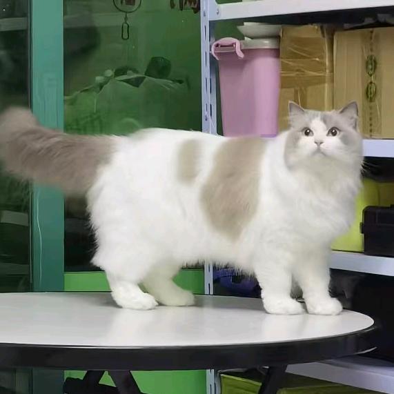 西班牙馅饼