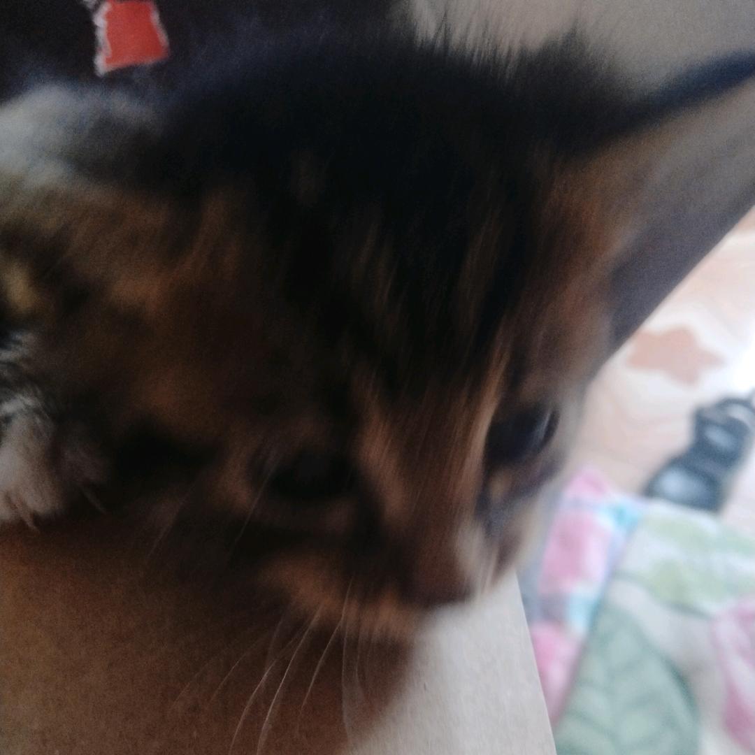 龘飝龖