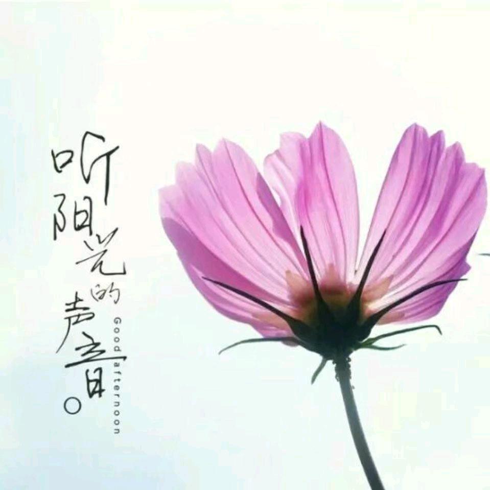 淡然jlh