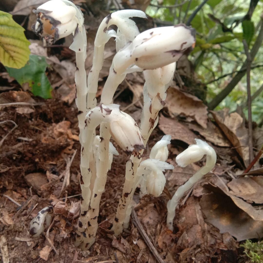 喝了一杯寂寞的酒