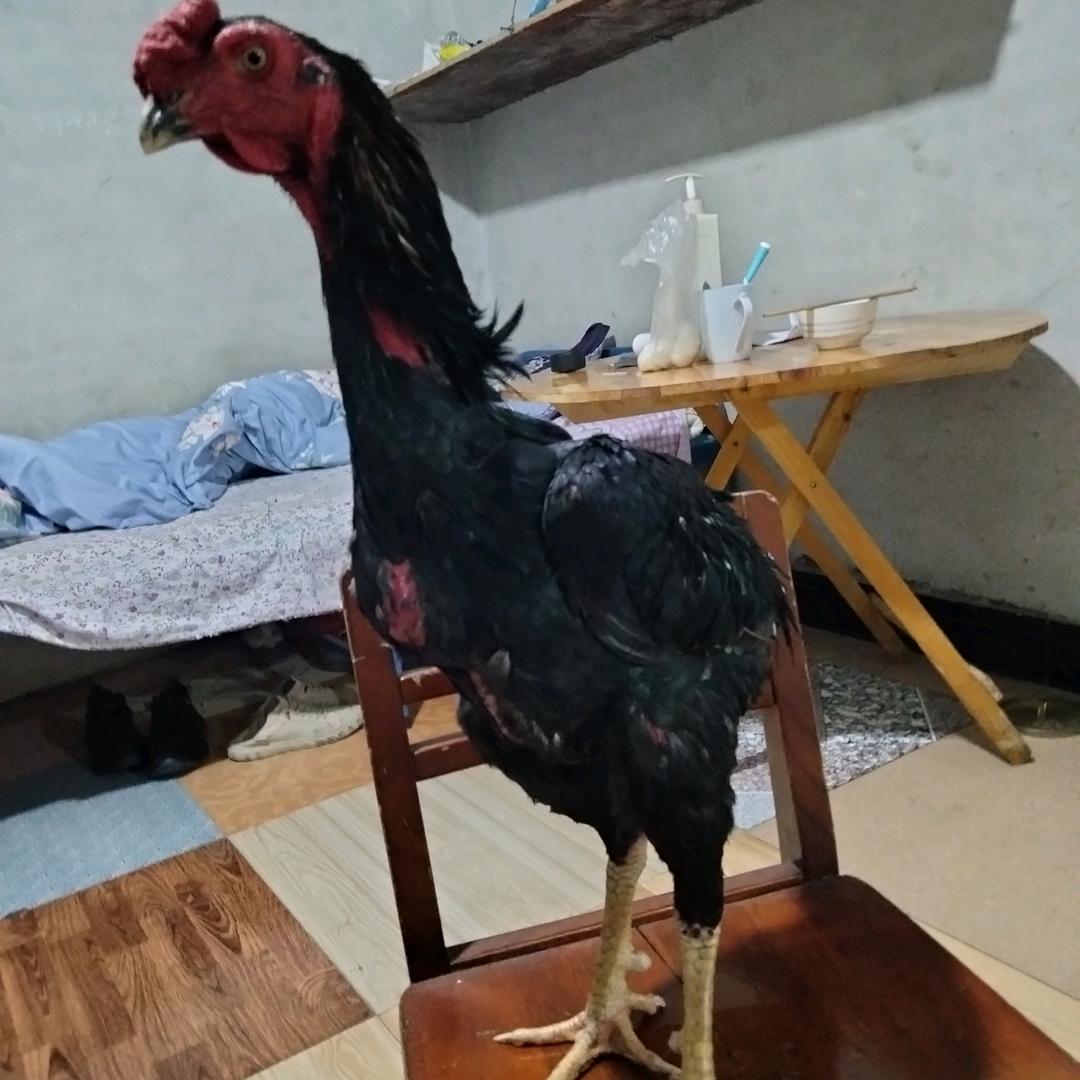 君哥斗鸡爱好者