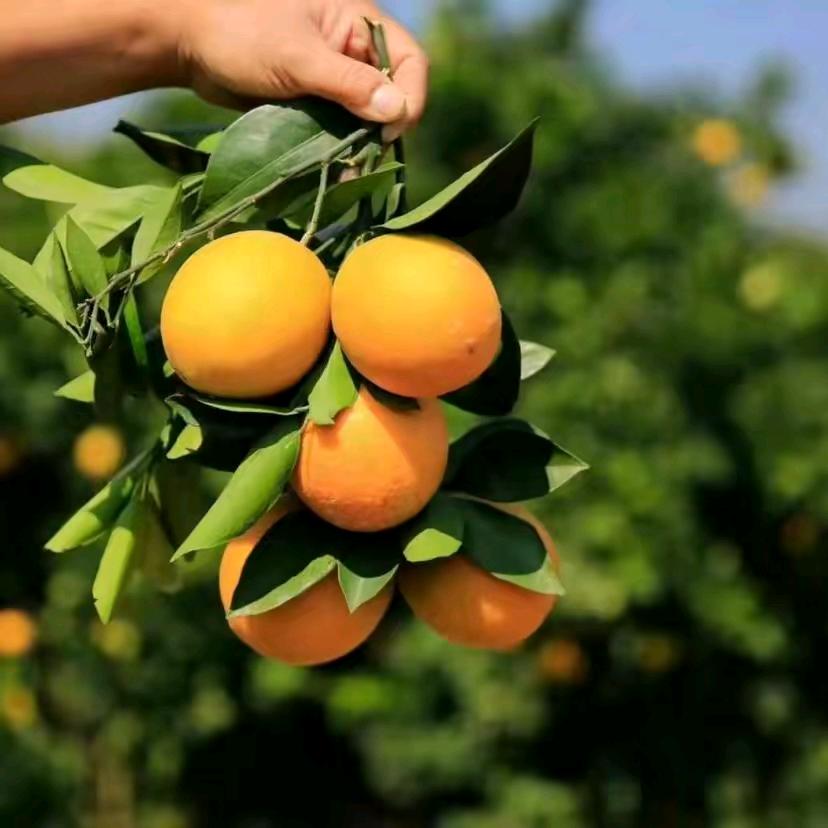 赣南脐橙橙