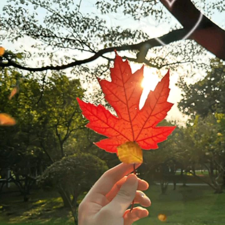 往后余生，小刘🍎🍎