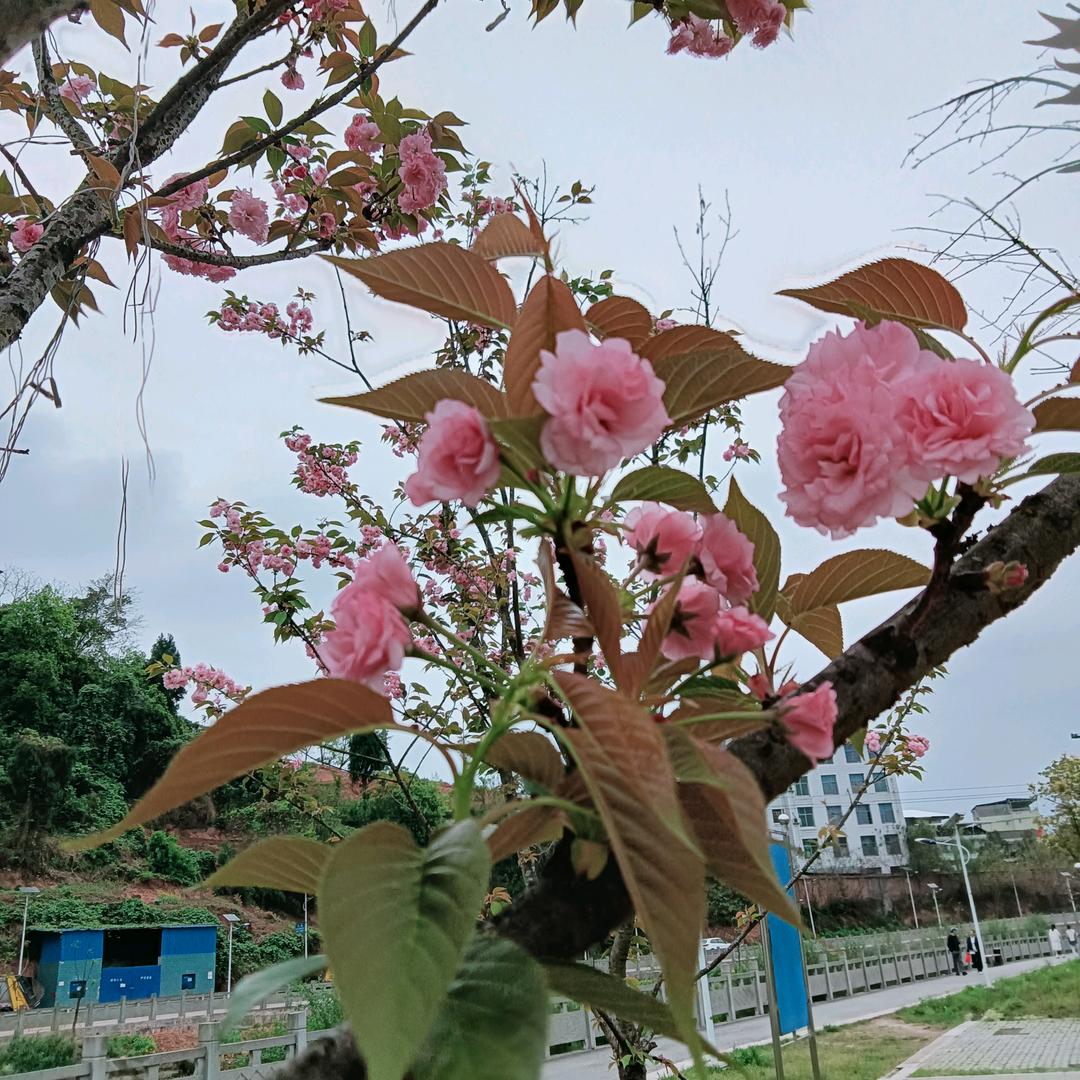 乡村小王