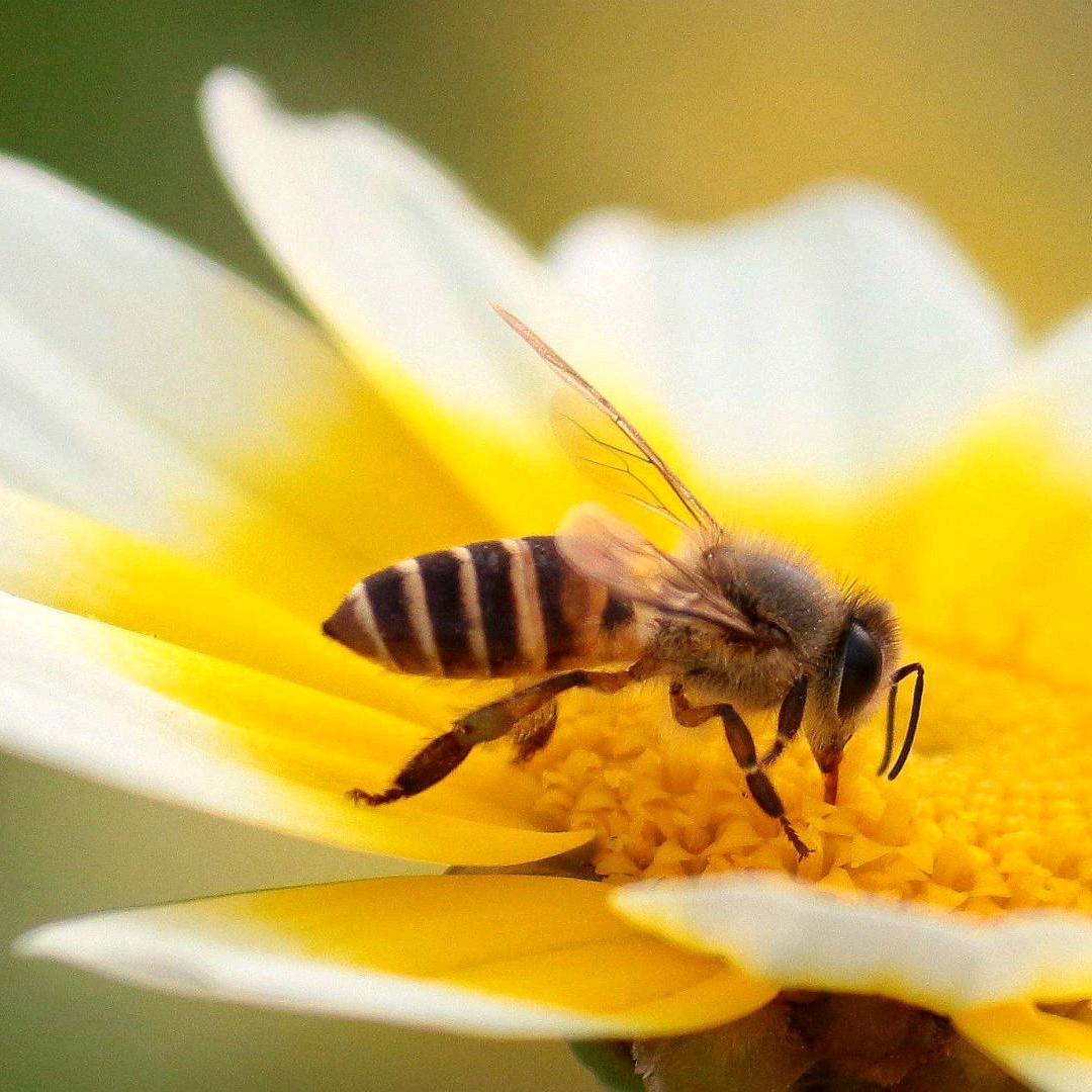 蜜甜如初🐝🐝🐝