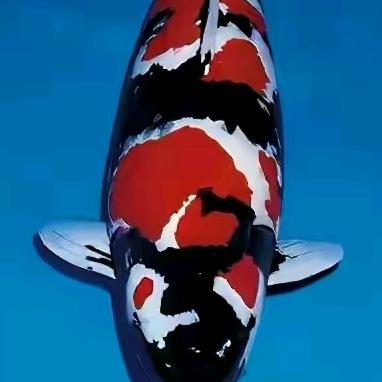 极品锦鲤观赏鱼