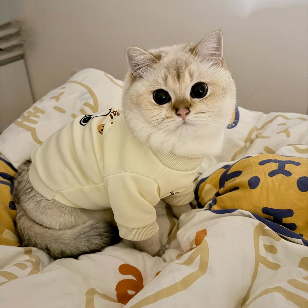 阿泽z
