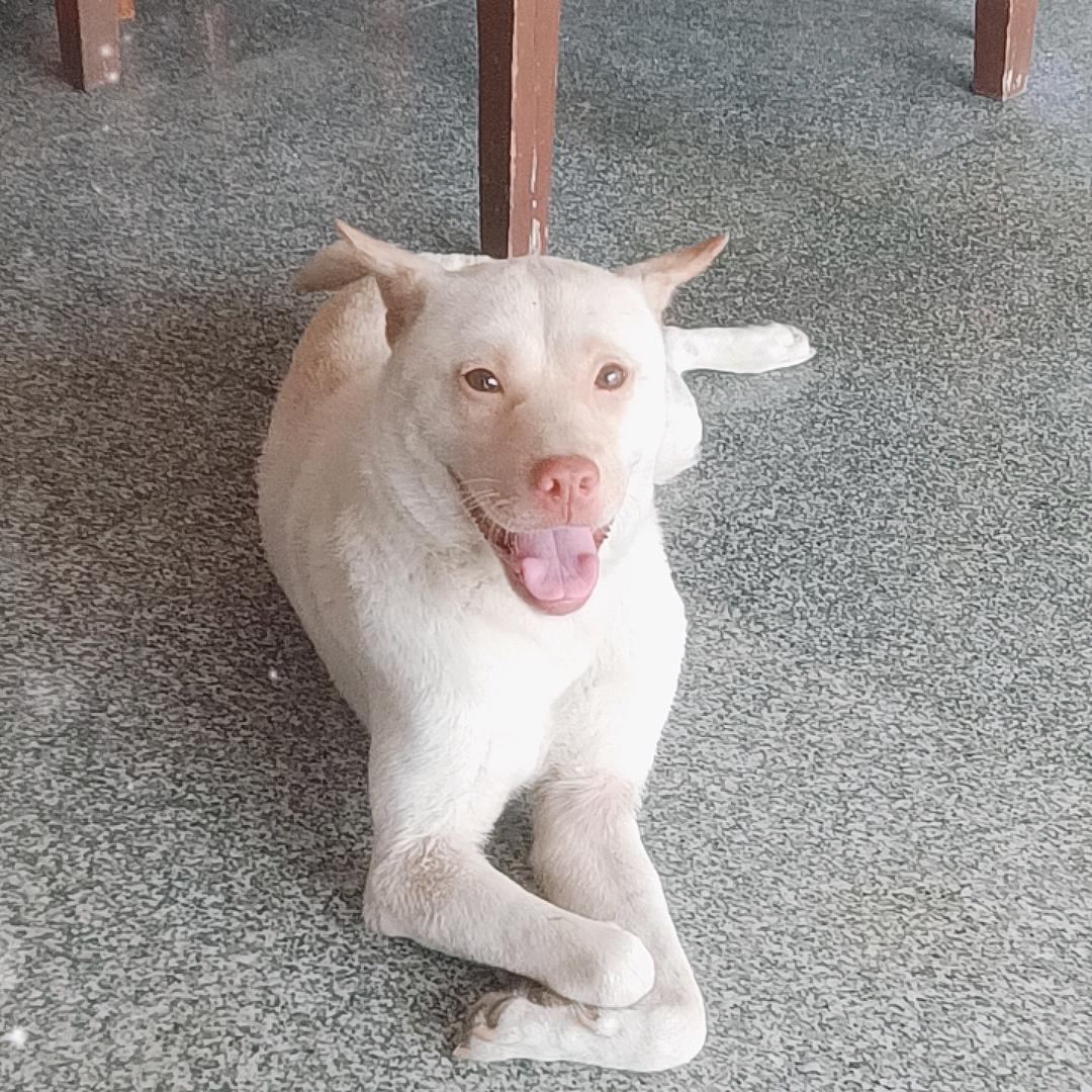 南哥哥