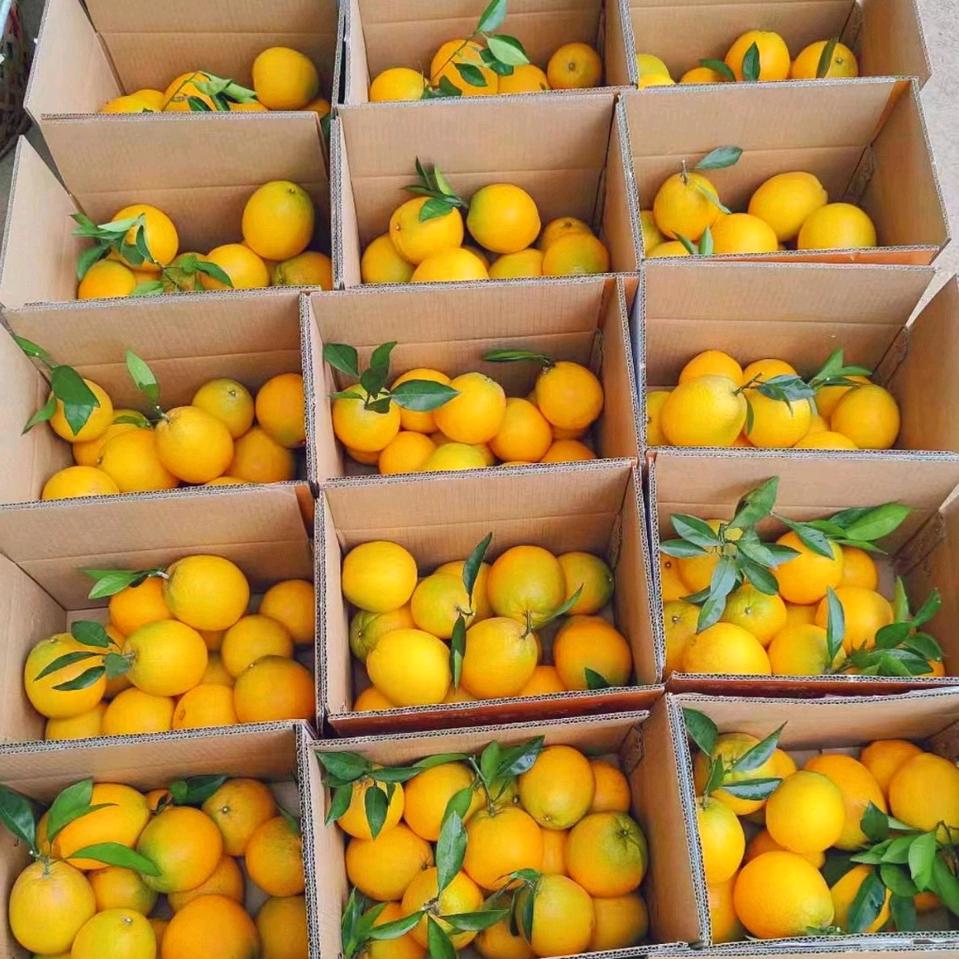 莫辰（赣南信丰安西脐橙）