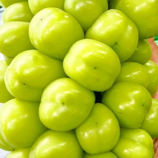 苏c孙大龙（🍇代收代销！）