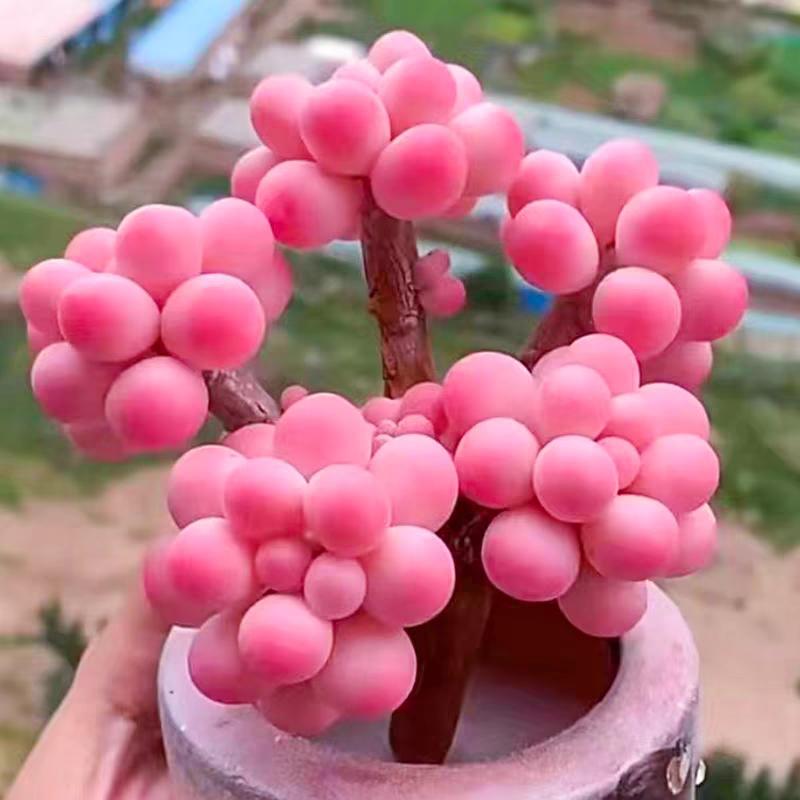 ""大叔特爱财""