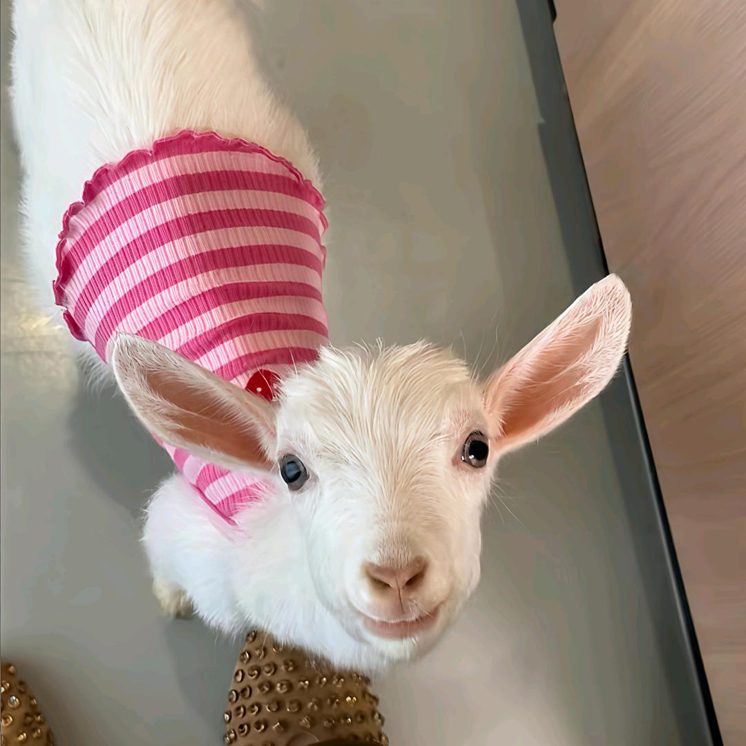 阡羽🎱小羊🐑