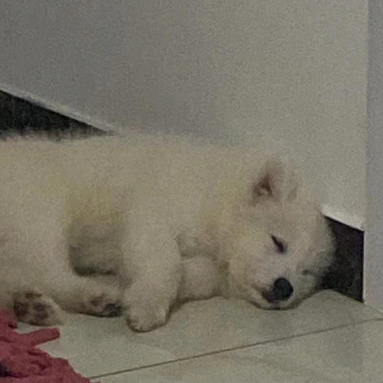 阳🐑