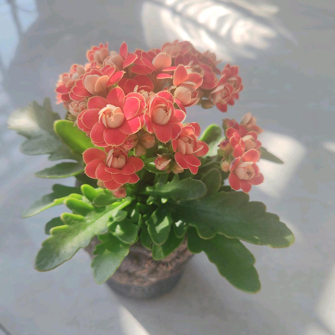香水有毒