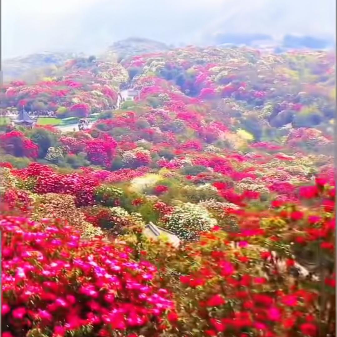 福星高照