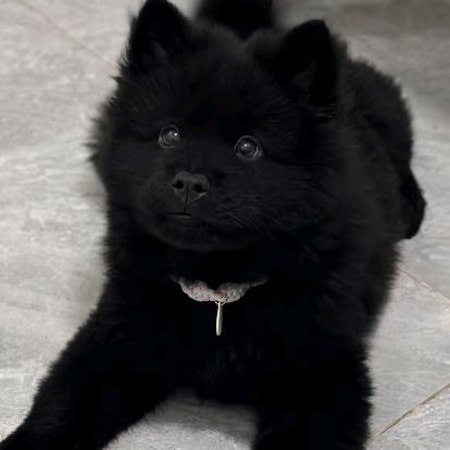 田园犬代淘(养🐶私聊)