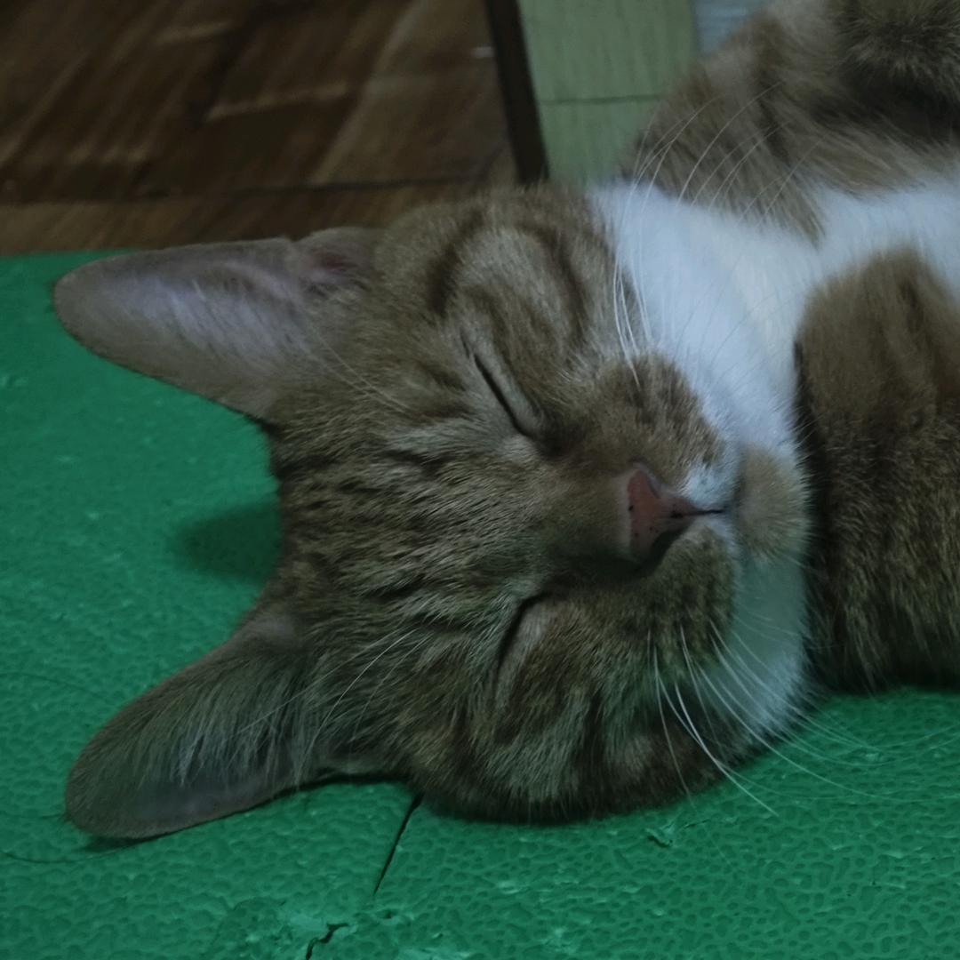 没四千万别出门