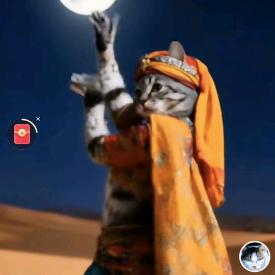 我家好多喵（失眠抑郁者来）