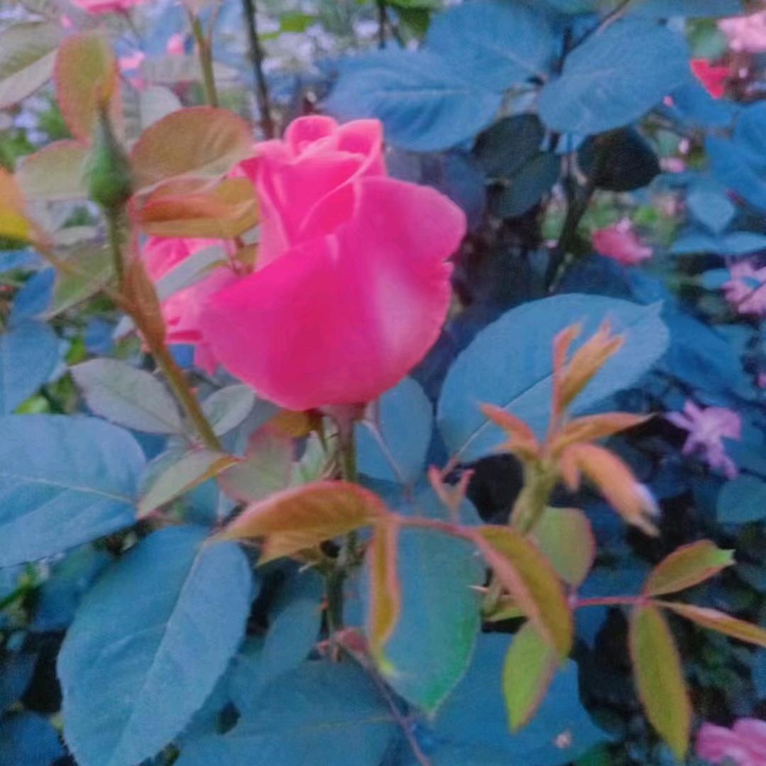 孙劝艾美项城阳光枫景店