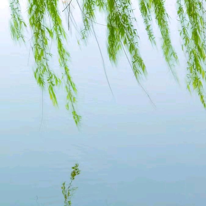 梦思露