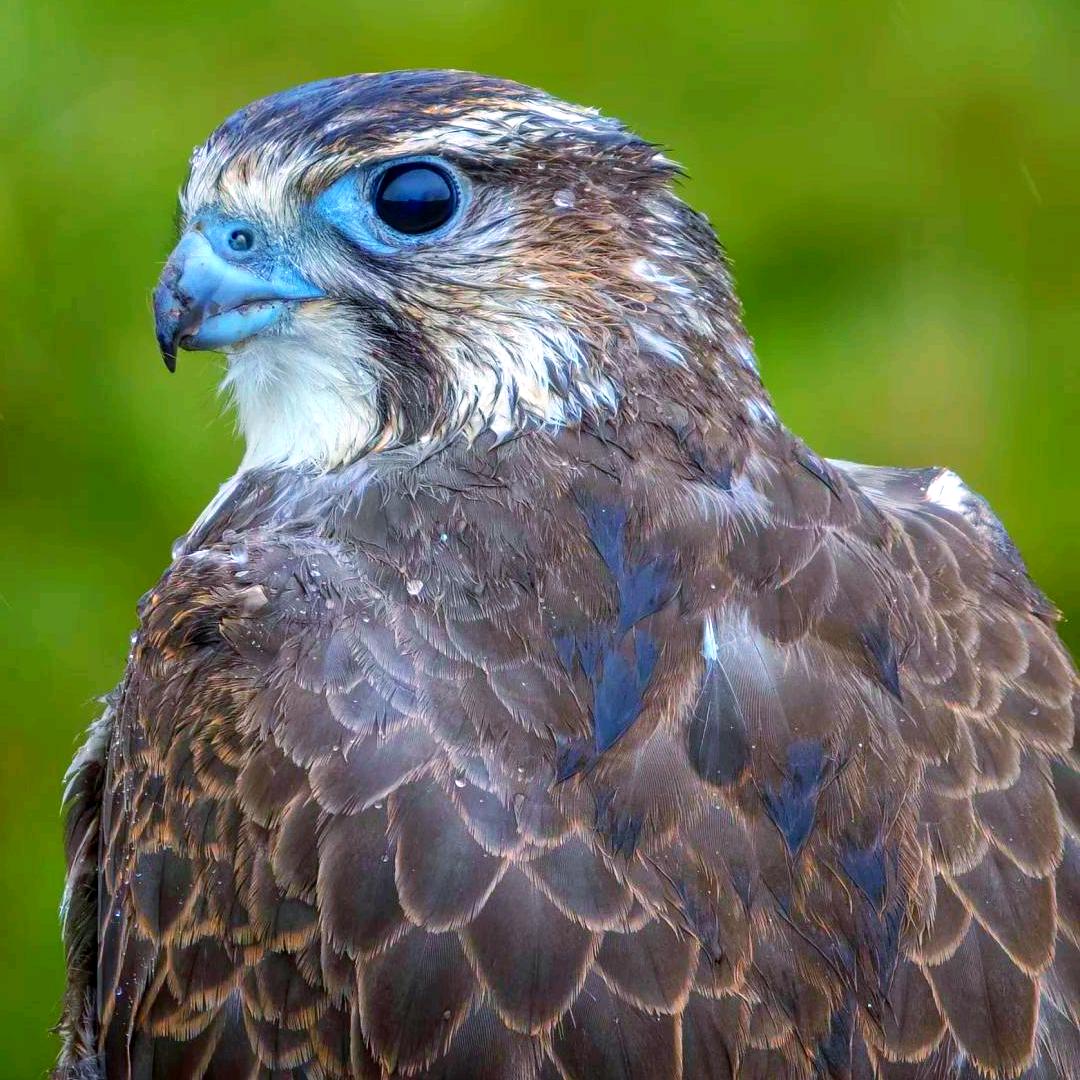 叶落归根 ⁵²⁵⁹