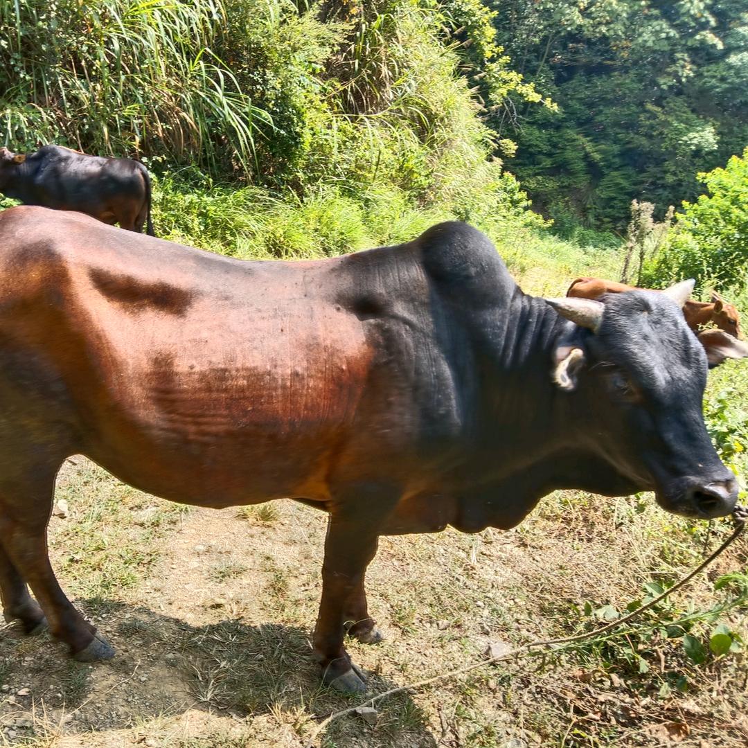 养殖放养纯吃草土黄牛🐂