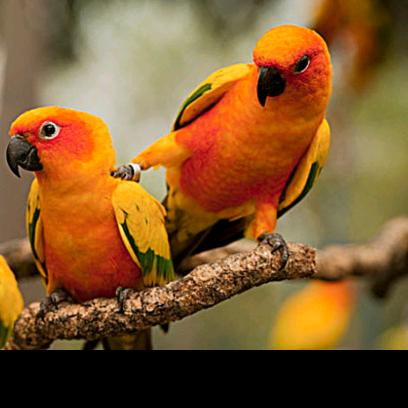 邯郸鹦鹉养殖🦜🦜🦜