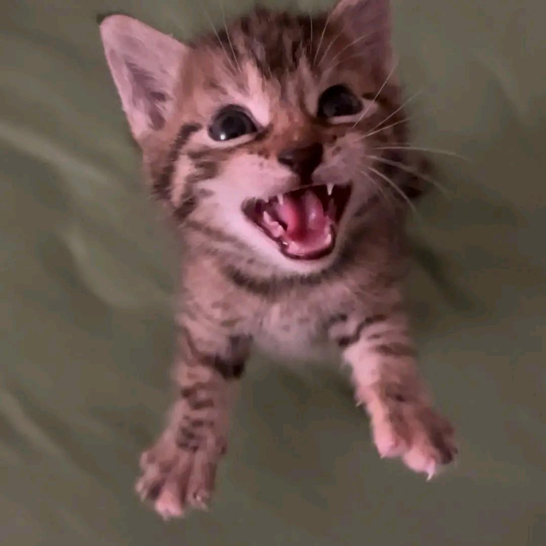 小猫日志
