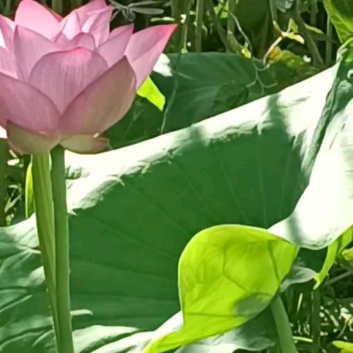 霞姐（感谢关注）