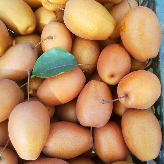 马店乡沙梨王，红山楂，自家果园