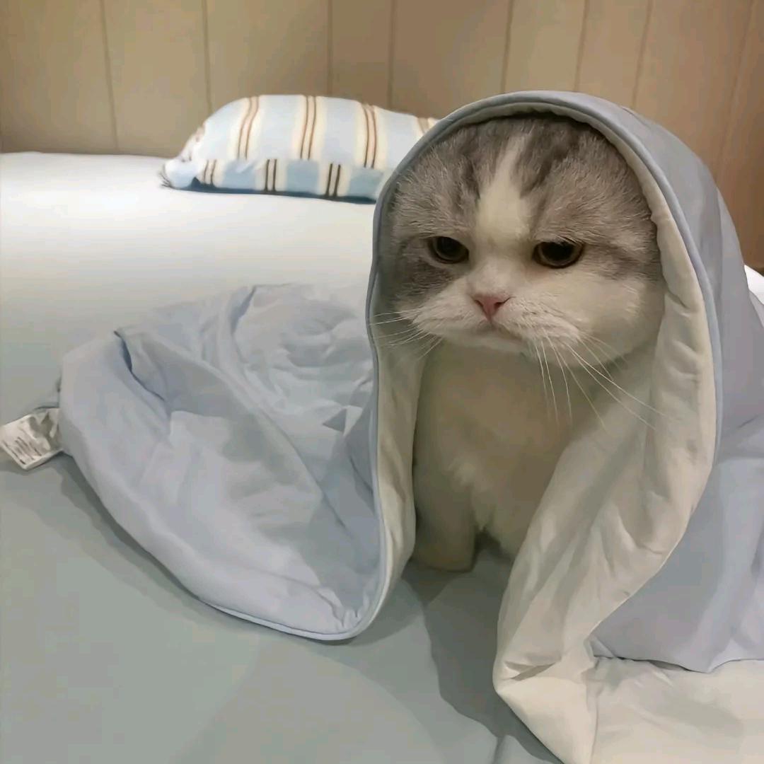 榴莲大魔王