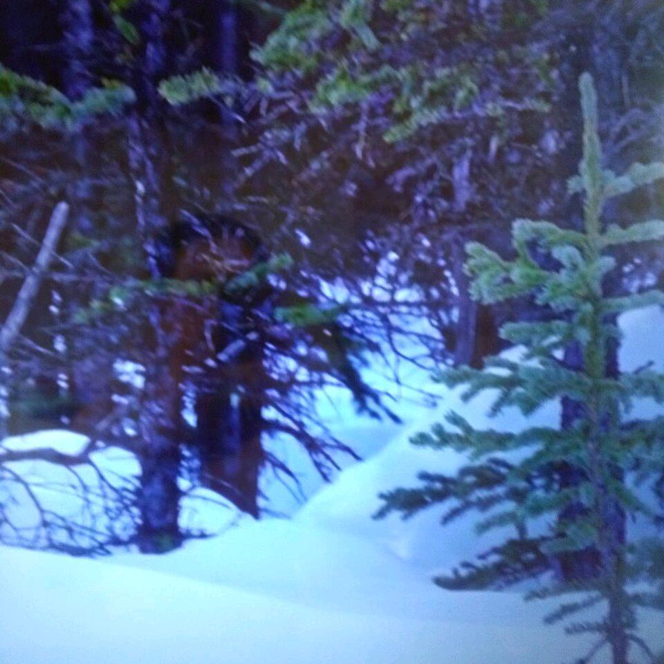 林林羽箭，忠君一生，(生无悔)