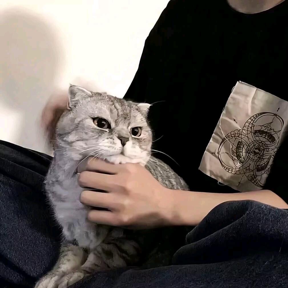 小趴菜