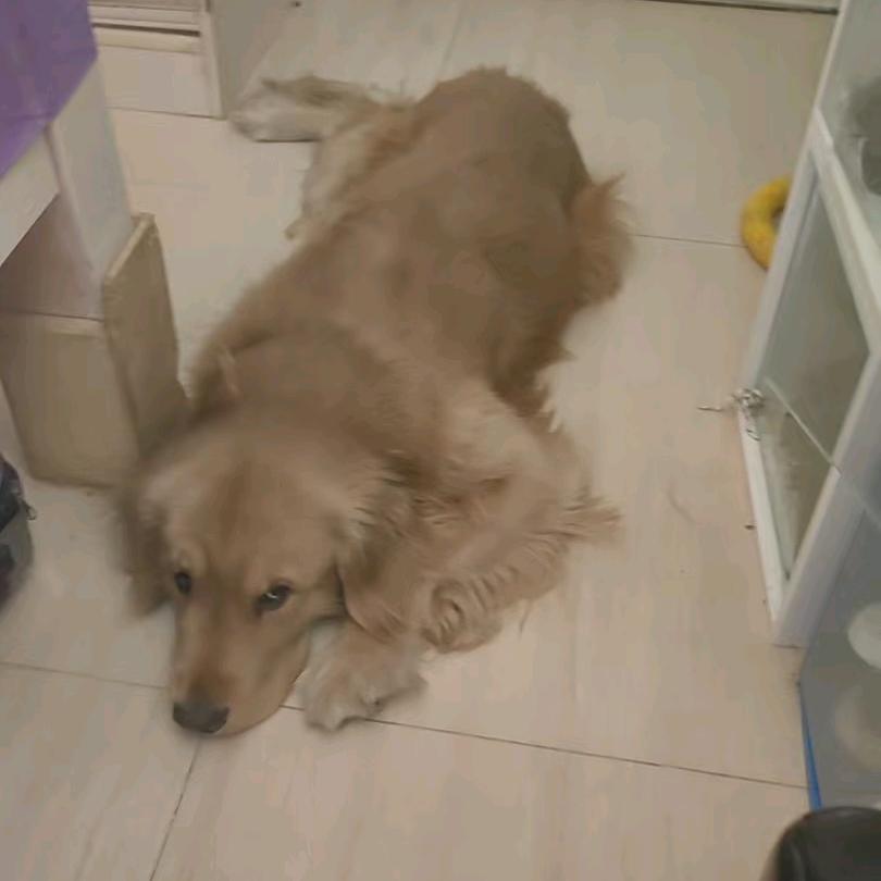 心凯欧巴