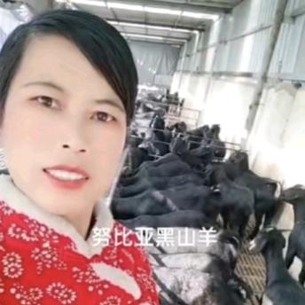 晨鸣农户波尔山羊奶山羊黑白山羊养殖
