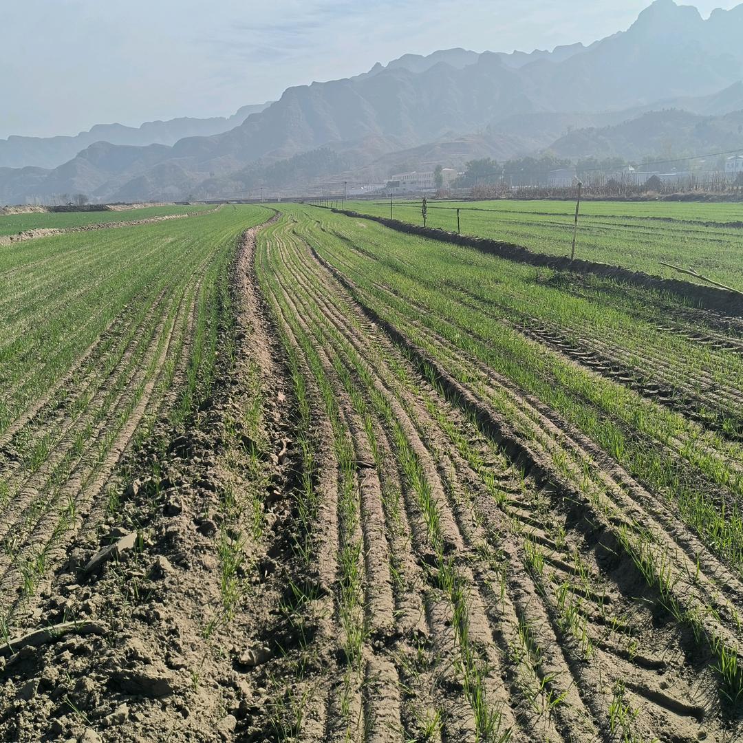 唐县沃鑫农业优品小铺