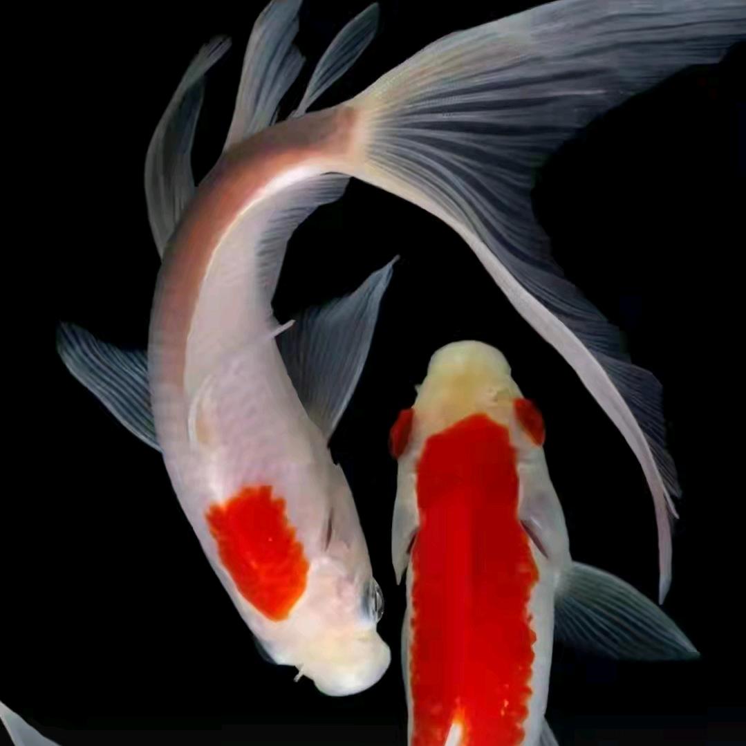 简朗