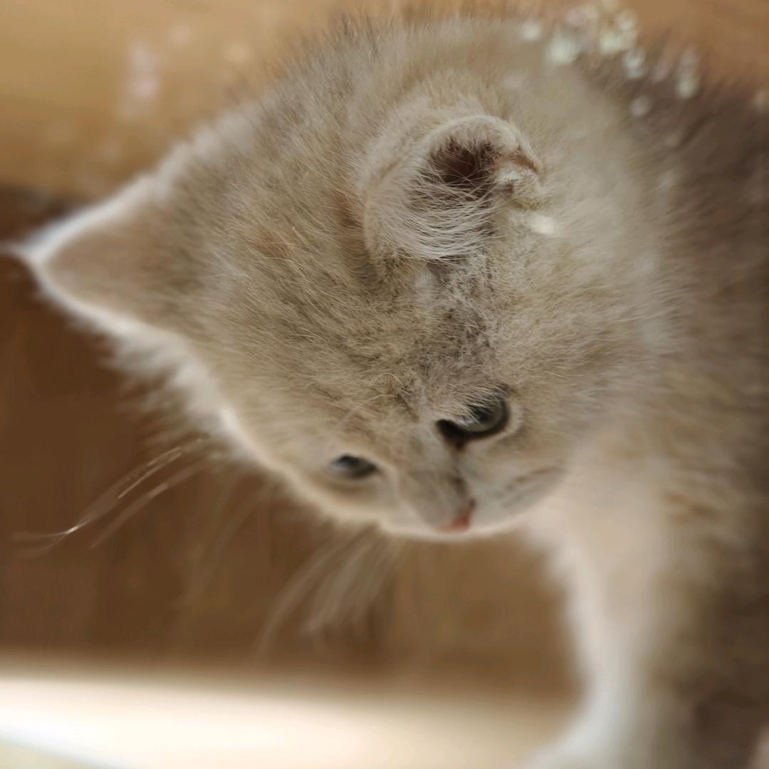 西木子