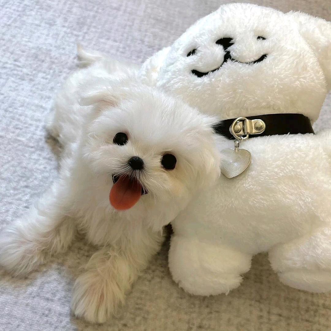 狂扇赵四半拉好嘴