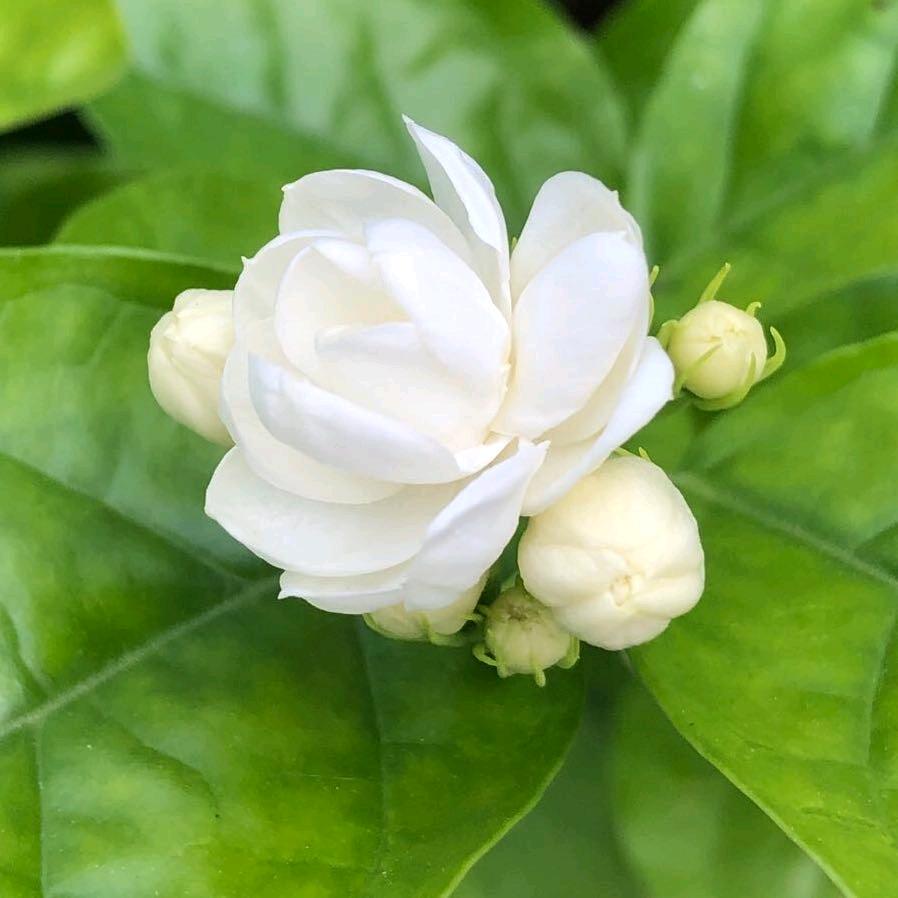 青~香樟树