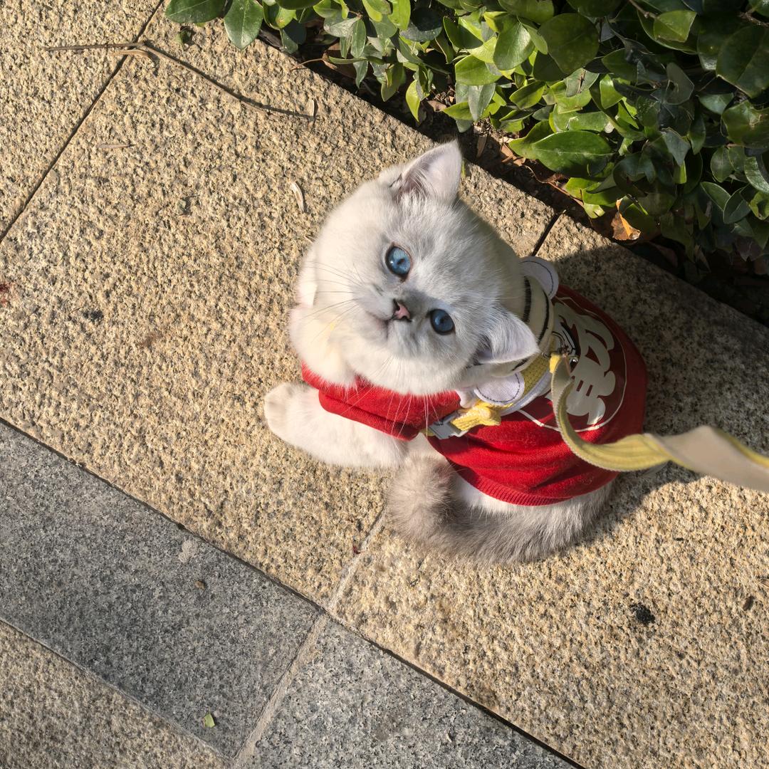 靳靳